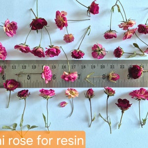 10/20pcs mini dried "3D" rose blossoms (natural, pressed) for diy projects, resin art, decoration